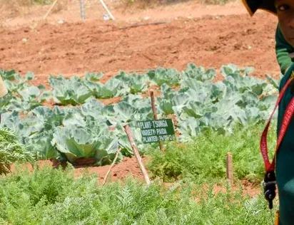 Cabbage beds in the school garden